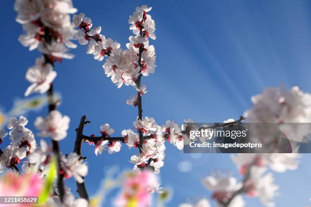 blooming tree branches in springtime - spring weather stock pictures, royalty-free photos & images