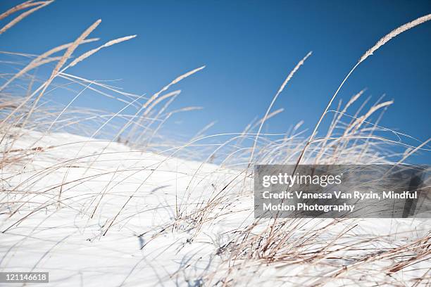 winter beach - vanessa van ryzin - fotografias e filmes do acervo