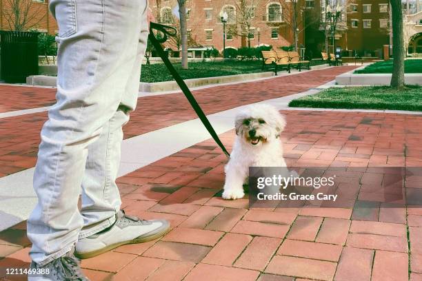 tired pup takes break during walk - shaggy fur stock-fotos und bilder