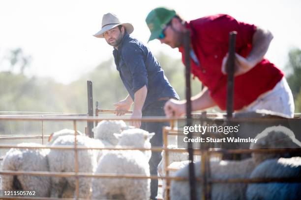 farmers load sheep - farm australia combine fotografías e imágenes de stock