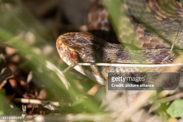 April 2020, Bavaria, Nuremberg: A female adder lies in the grass on the Main-Danube Canal. According to a reptile expert, the warm spring could...