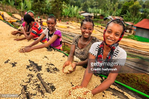 afrikaanse meisjes en vrouwen die koffiebonen, oost-afrika sorteren - ethiopian food stockfoto's en -beelden