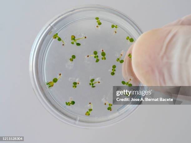 seeds germinating in a plate of gel ms with antibiotics. petri dish with arabidopsis mutant seedlings. spain - bioquímica imagens e fotografias de stock