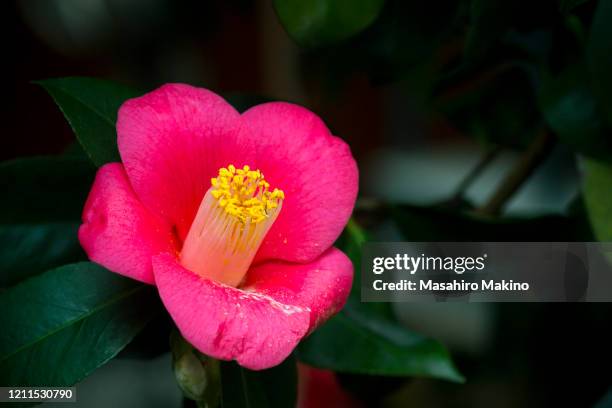 red camellia flower - camellia japonica stock pictures, royalty-free photos & images