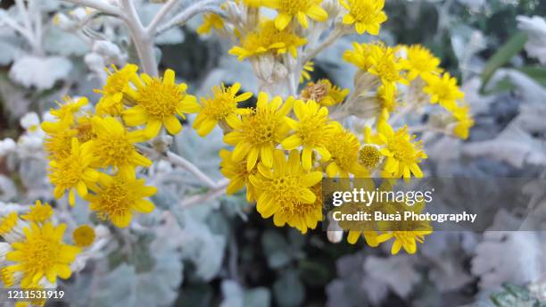 wild plant with silver leaves and yellow flowers (asteraceae, senecio cineraria) - ragwort stock pictures, royalty-free photos & images