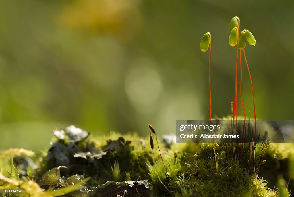 Moss Spore Capsules