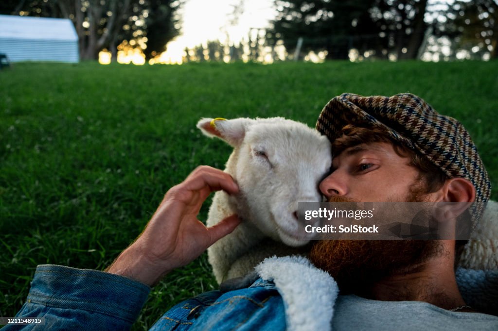 與寵物羔羊粘結