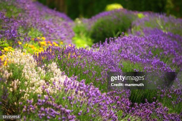 lavender garden - lavender stock pictures, royalty-free photos & images