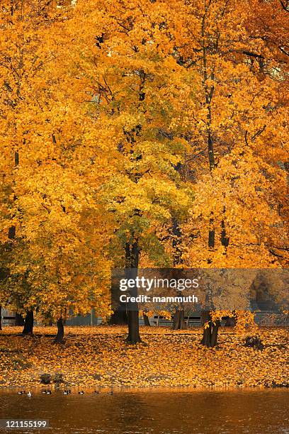 autumn foliage - boehmen stock pictures, royalty-free photos & images