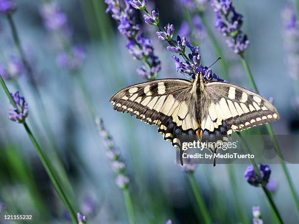 butterfly - old world swallowtail stock pictures, royalty-free photos & images