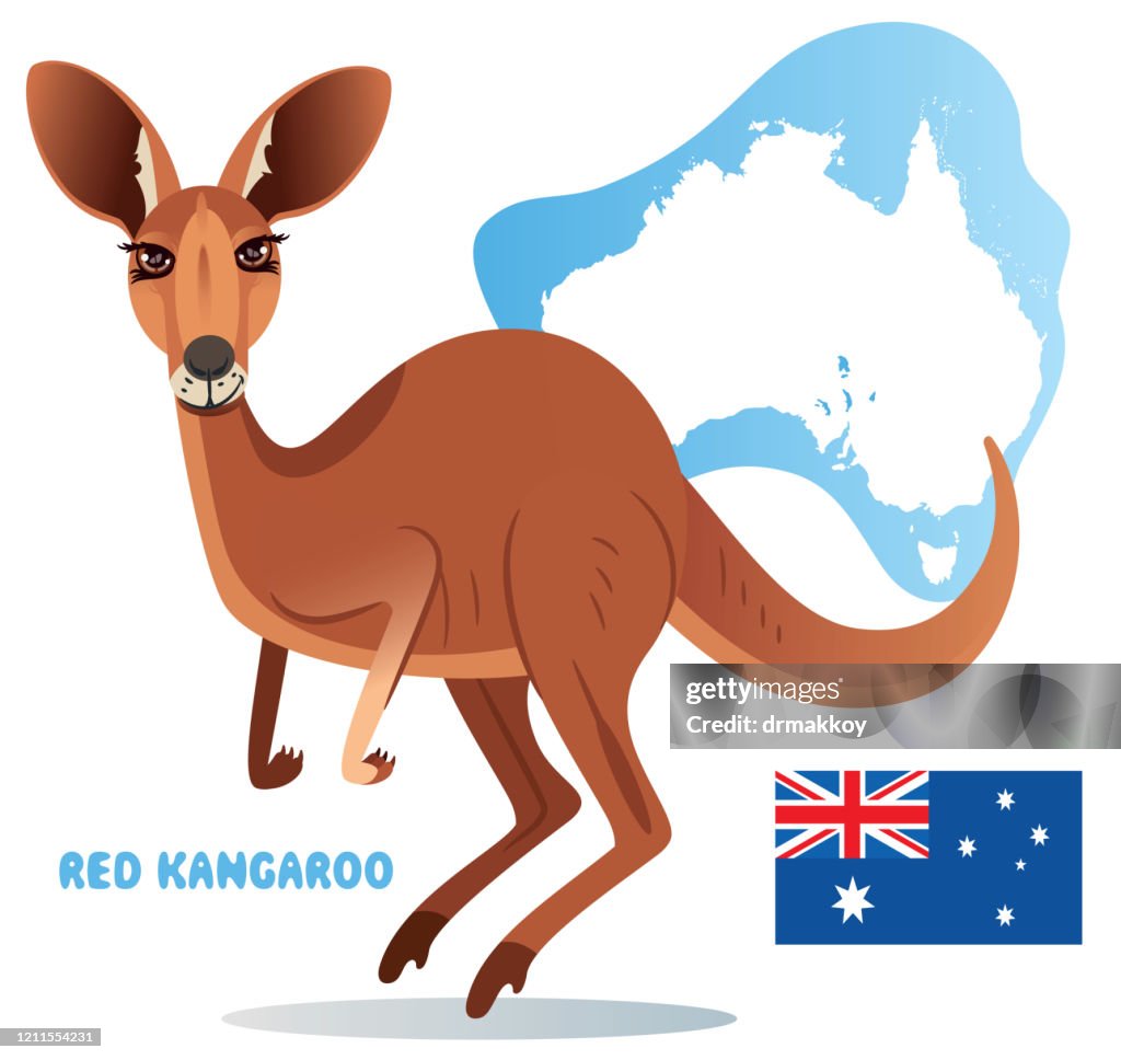 Red Kangaroo living in Australia