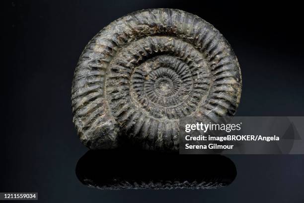 ammonite fossil, germany - cephalopod stockfoto's en -beelden