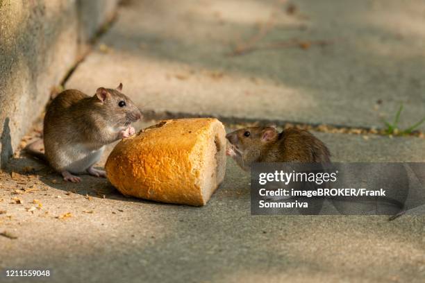 129 Wharf Rat Photos and Premium High Res Pictures - Getty Images 129 Wharf Rat Photos and Premium High Res Pictures - Getty Images