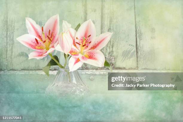 beautiful pink 'stargazer' lily pink flowers in a still-life image with soft texture - stargazer lily stock pictures, royalty-free photos & images