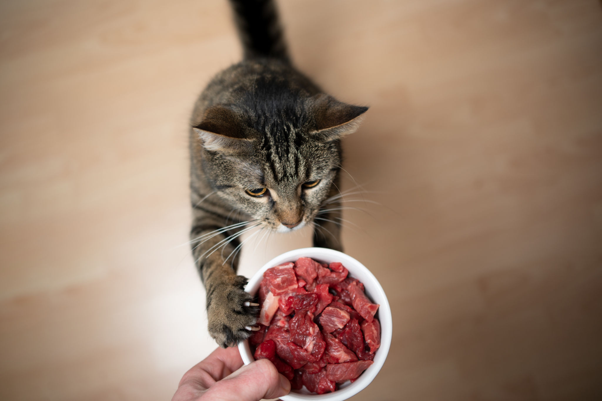 feeding cat feeding cat