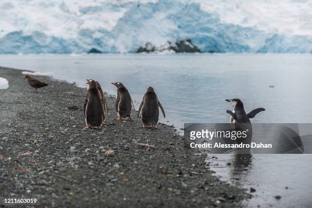 Chinstrap penguin commanding four other Gentoo penguins to drive Skua off the beach, with the Goetel Glacier in the background, on January 04, 2020...
