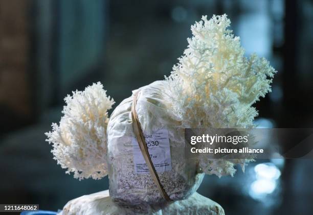 April 2020, Hessen, Offenbach: A frisee fungus grows from a substrate bale. In former ice cellars on the Bieberer Berg in the leather city, noble...