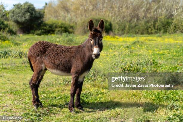 donkey standing in a field - donkey fotografías e imágenes de stock