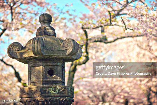 japanese stone tea lantern - lantern festival cherry blossom stockfoto's en -beelden