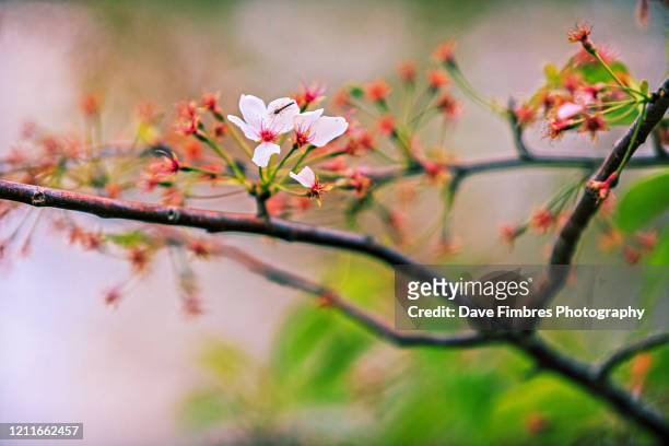 bug and cherry blossom - first day of spring stock pictures, royalty-free photos & images
