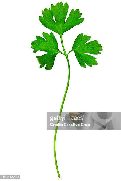 sprig of parsley - parsley stock-fotos und bilder