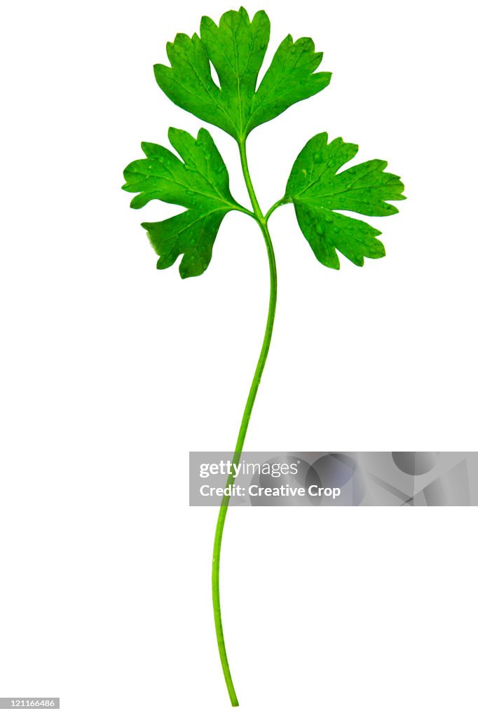 Sprig of parsley
