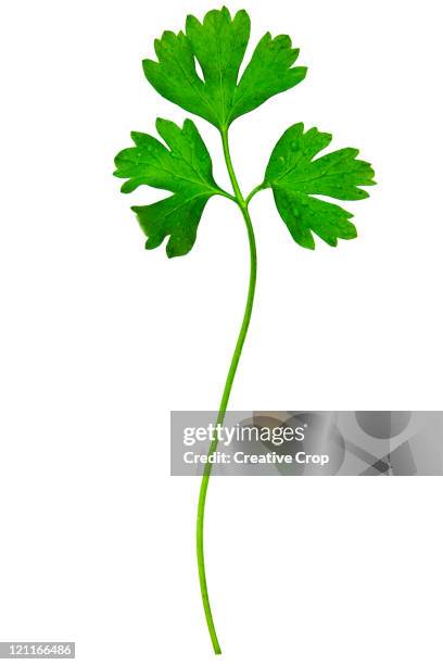 sprig of parsley - curly parsley stock pictures, royalty-free photos & images