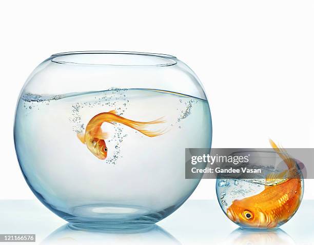 large and small goldfish - 超小號 個照片及圖片檔