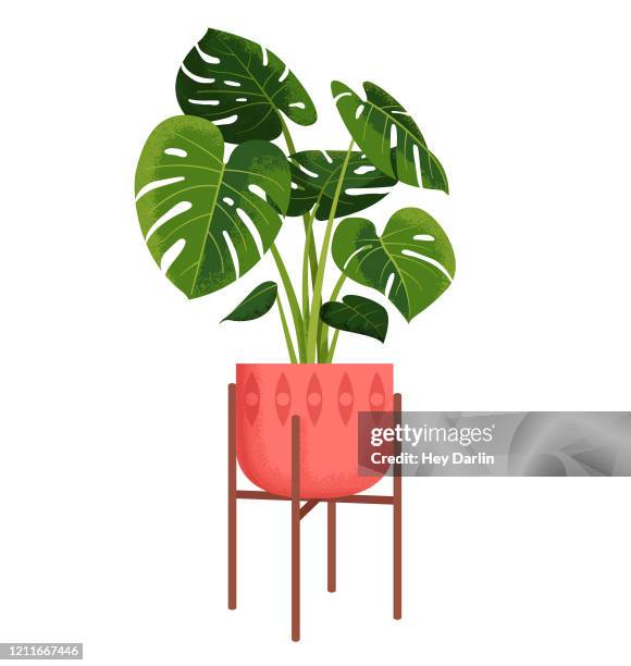 monstera zimmerpflanze - sukkulente stock-grafiken, -clipart, -cartoons und -symbole