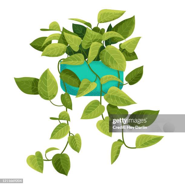 ilustraciones, imágenes clip art, dibujos animados e iconos de stock de planta de pothos - tiesto