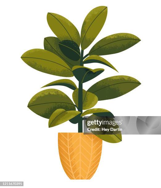 bildbanksillustrationer, clip art samt tecknat material och ikoner med gummi träd houseplant - gummiträd