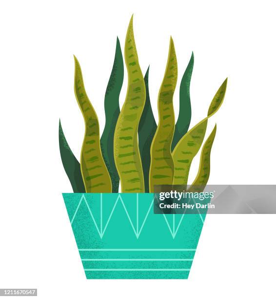 snake plant houseplant - sansevieria stock illustrations