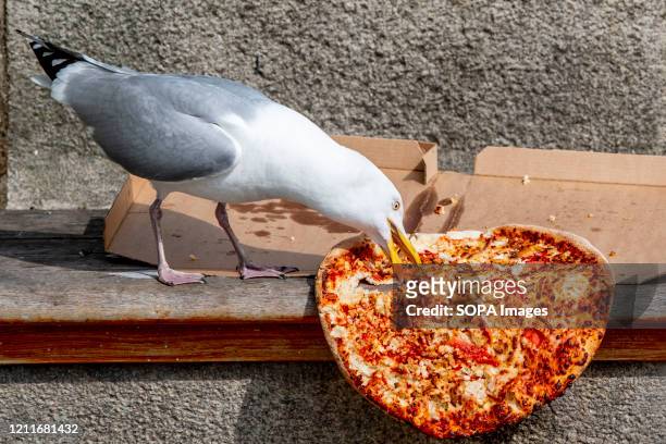 Seagull eats pizza on the street. Birds at risk of starvation over coronavirus empty streets.