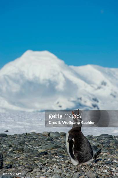 Gentoo penguin calling while incubating eggs at Yankee Harbor, Greenwich Island in the South Shetland Islands off the coast of Antarctica with...