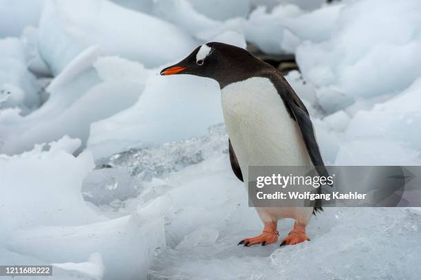 Gentoo penguin navigating ice pebbles at low tide at Waterboat Point in Paradise Bay, on the Antarctic mainland.