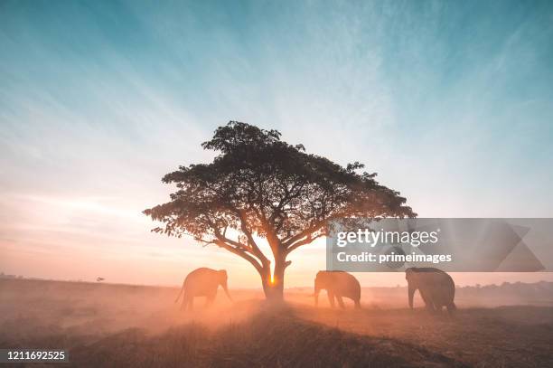 gruppe wilder elefanten, die bei sonnenaufgang im tropischen regenwaldwiesenfeld spazieren gehen - wilde tiere stock-fotos und bilder