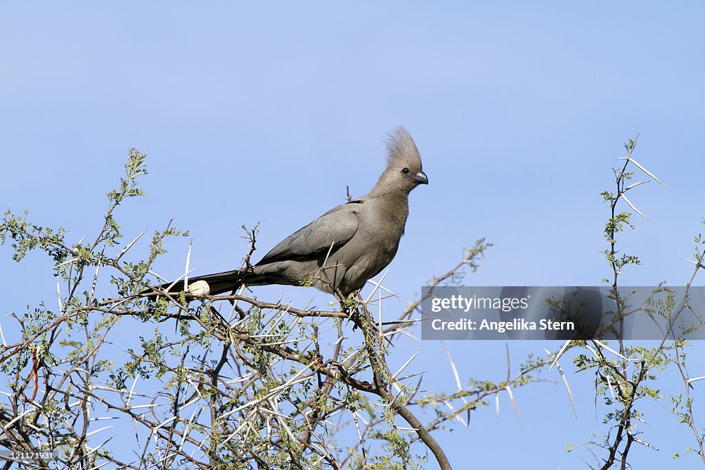 Grey Go-away Bird