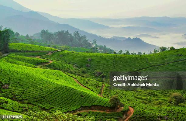 tea garden against foggy mountains - té terraza fotografías e imágenes de stock