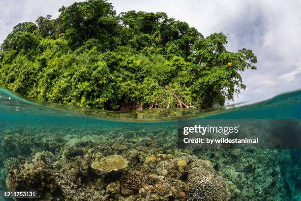 split shot of coral reef and mangrove forest, kimbe bay, papua new guinea. - papua new guinea school stock pictures, royalty-free photos & images