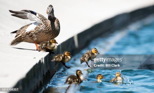 Ducklings leap into the Capitol Reflecting Pool on Monday, May 4, 2020.