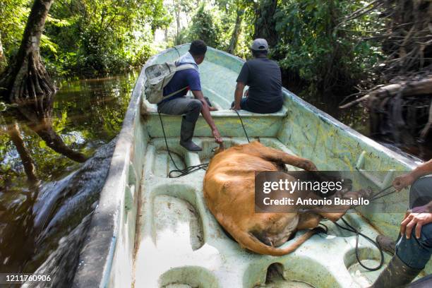 transporting cow on a river - decompression sickness stock pictures, royalty-free photos & images