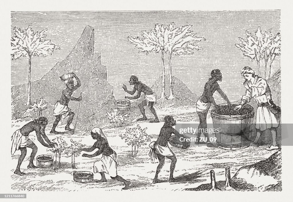 Pepper harvest (medieval miniature), wood engraving, published in 1888
