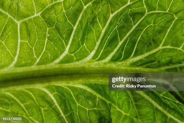 Cos Lettuce Pattern Lettuce Texture