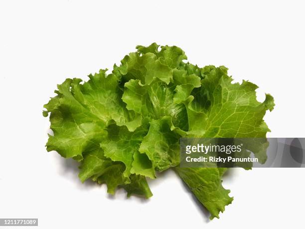 fresh green lettuce isolated on a white background - lettuce stock pictures, royalty-free photos & images