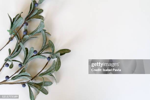 green leaves on white. flat lay - feuille d'eucalyptus photos et images de collection