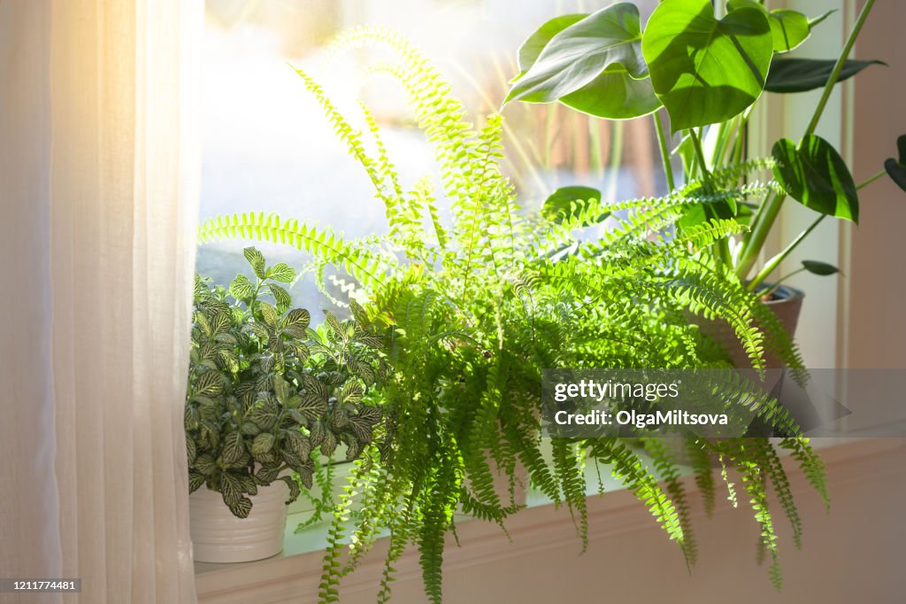 Houseplants fittonia, nephrolepis and monstera in white flowerpots on window