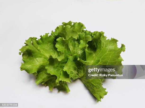 high angle view of lettuce on white background - coriandre fond blanc photos et images de collection