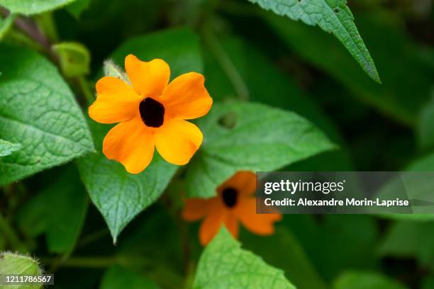 black eyed susan vine, yellow flower of five petals - black eyed susan vine stock pictures, royalty-free photos & images