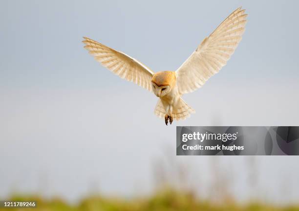 barn owl - barn owl stock-fotos und bilder