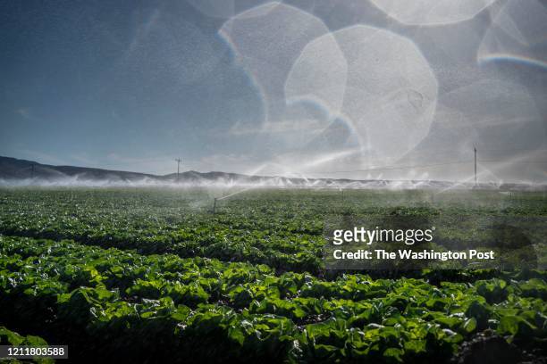 Leaf lettuce is watered in the Central Valley of Salinas, California Friday May 1, 2020.